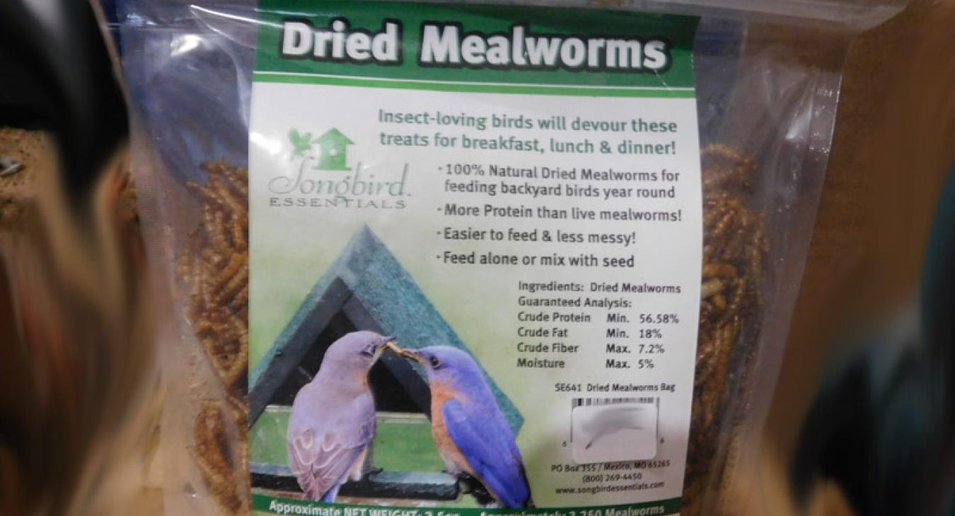 mealworms